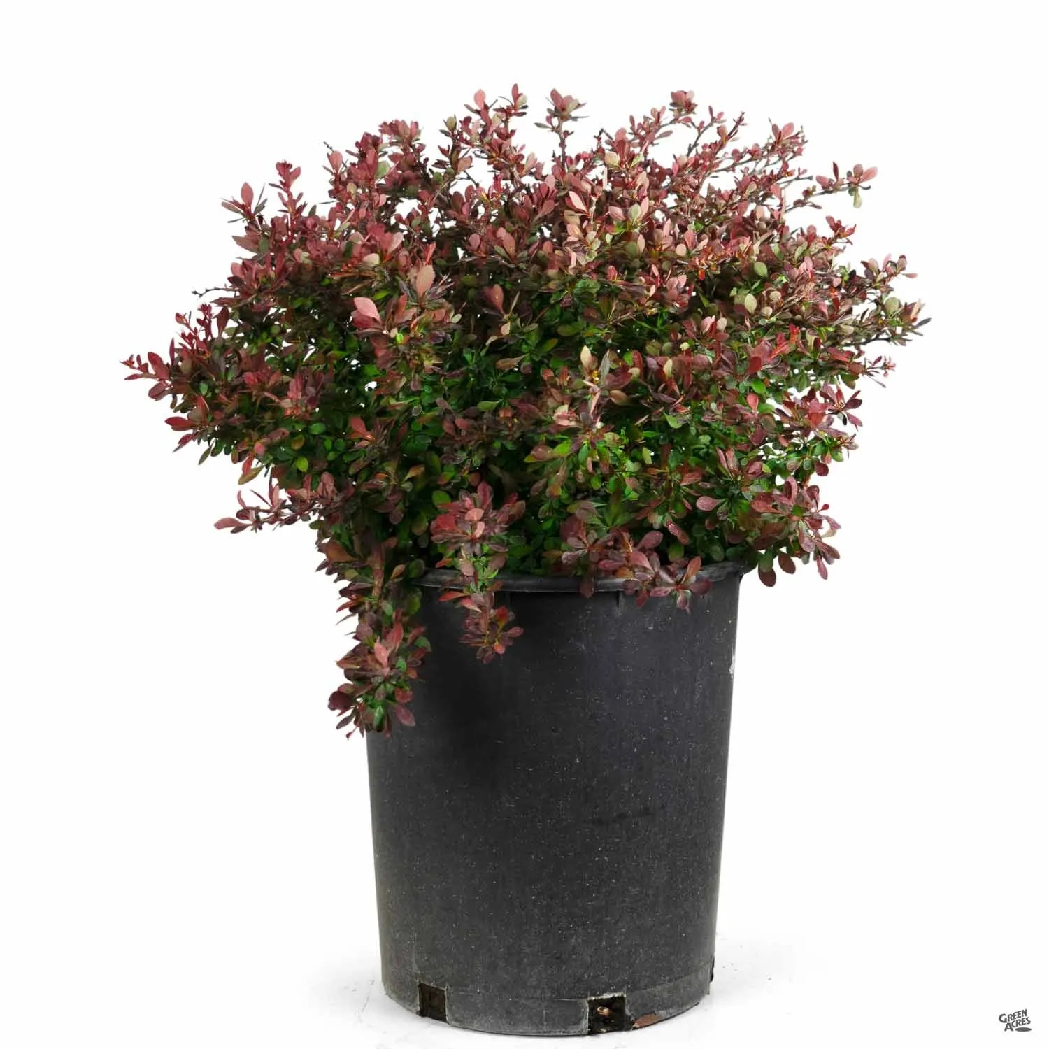 Barberry 'Crimson Pygmy'