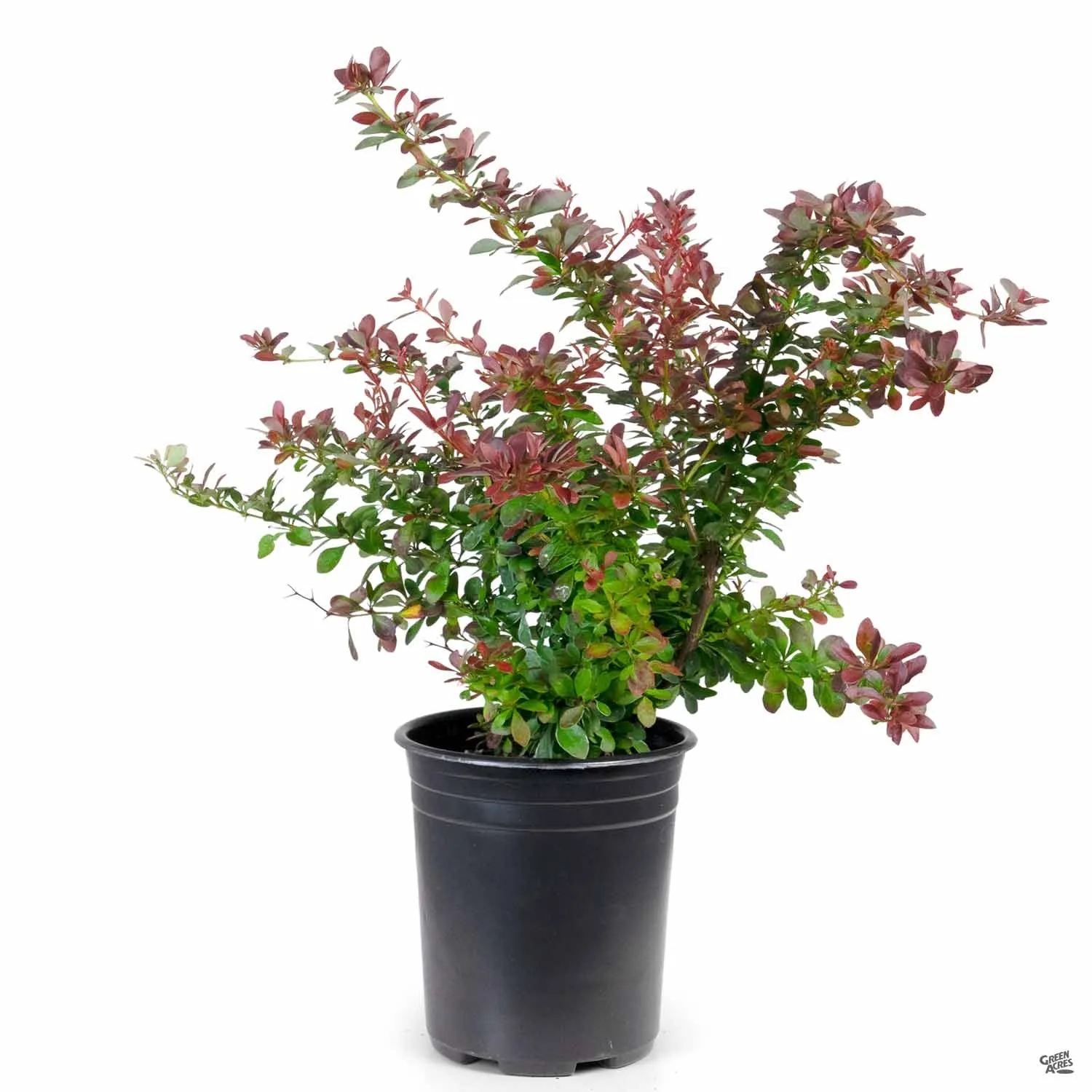 Barberry 'Crimson Pygmy'