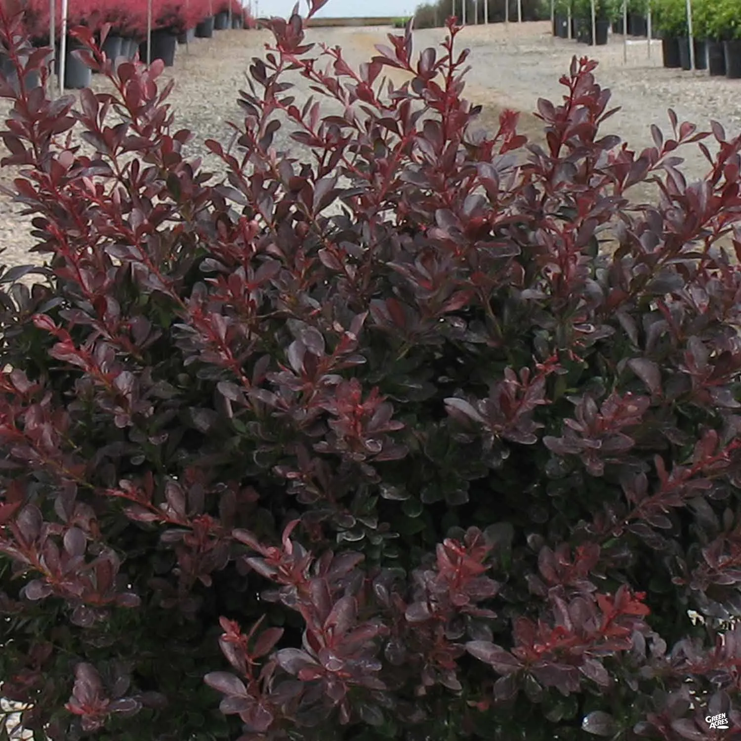 Barberry 'Crimson Pygmy'