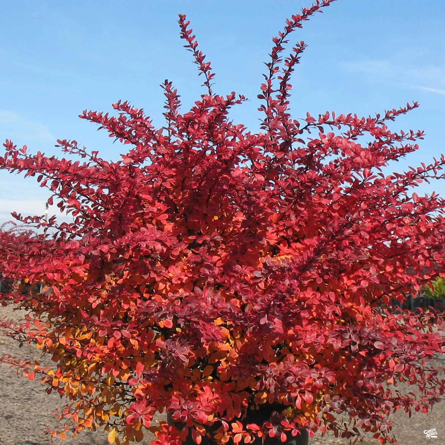 Barberry 'Crimson Pygmy'