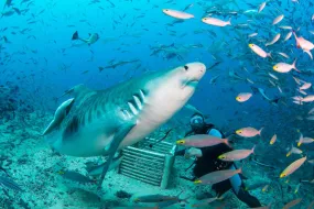 Beqa Lagoon, Fiji - September 13th - 20th 2025