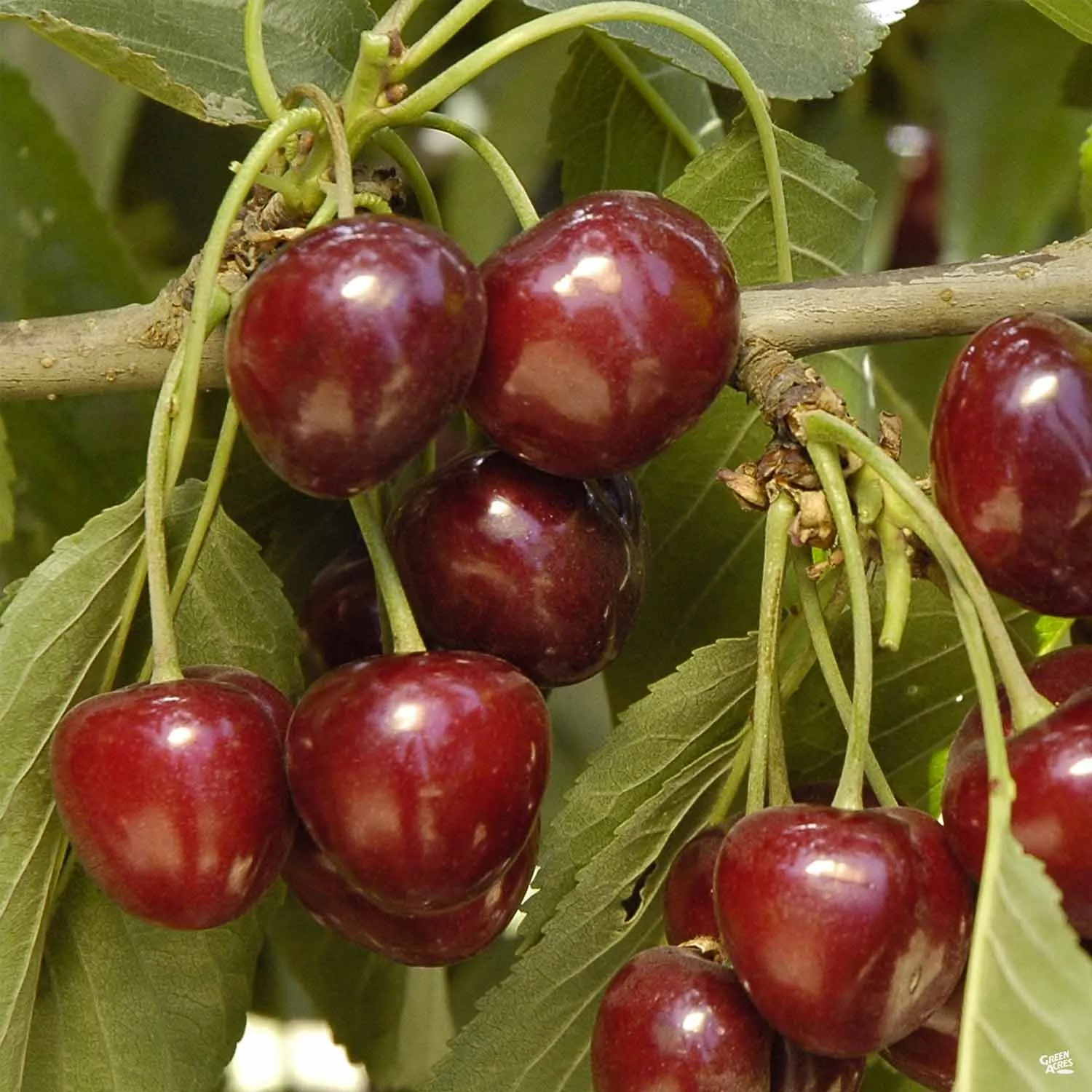 Cherry 'Craig's Crimson' Bareroot