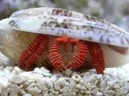 Halloween Hermit Crab (Ciliopagurus strigatus)